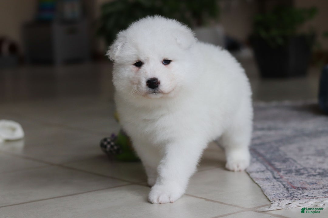 Samoyed dogs for sale: June - Ad 11