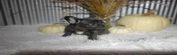 French Bulldog dogs for sale: Sasha - Ad 6