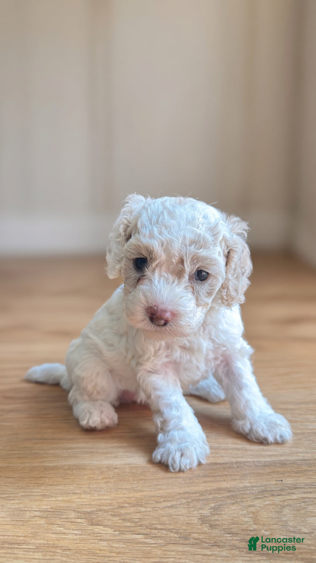 Cockapoo dogs Lola - Ad 12