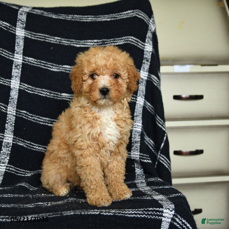 Mini Goldendoodle dogs for sale: Delilah - Ad 2