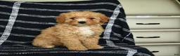 Mini Goldendoodle dogs for sale: Delilah - Ad 1