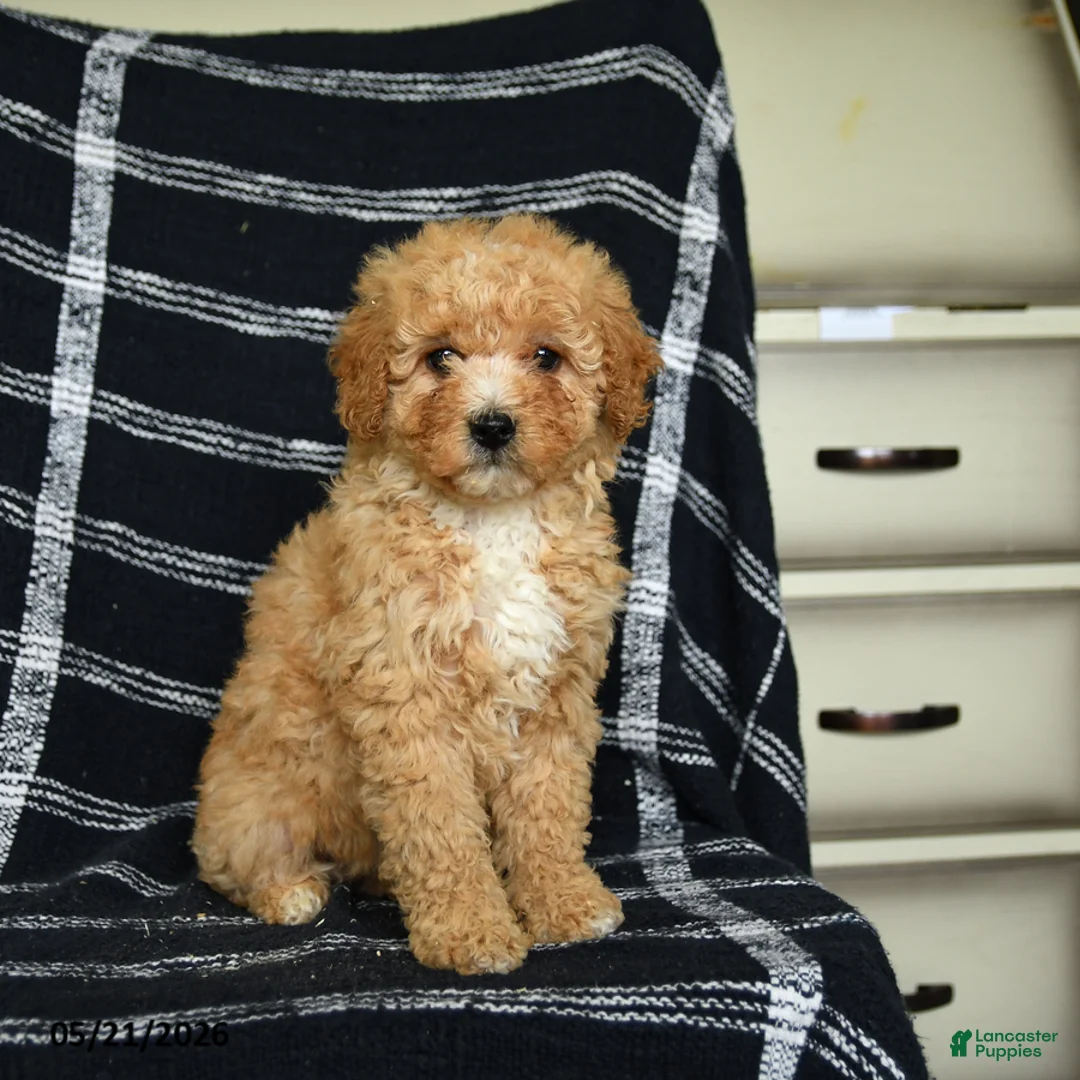 Mini Goldendoodle dogs for sale: Delilah - Ad 1
