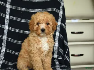 Mini Goldendoodle dogs for sale: Delilah - Ad 2