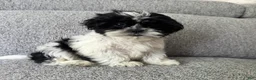 Shih Tzu dogs for sale: Laney - Ad 2