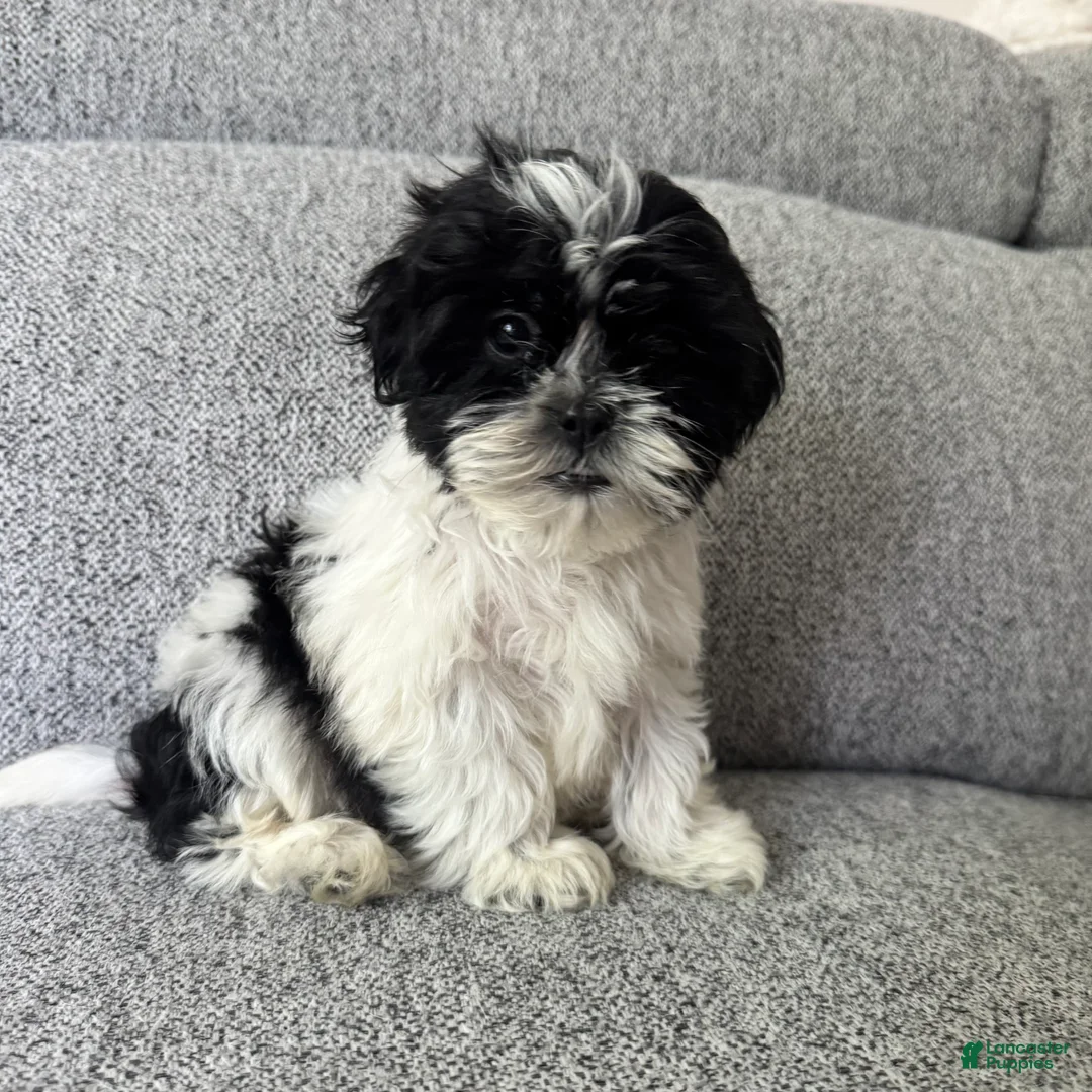 Shih Tzu dogs for sale: Laney - Ad 2