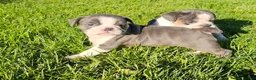 Mixed Breed dogs for sale: Slate - Ad 4
