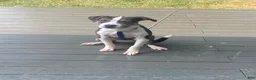 American Pit Bull Terrier dogs for sale: American Pit Bull Terrier 1 - Ad 1