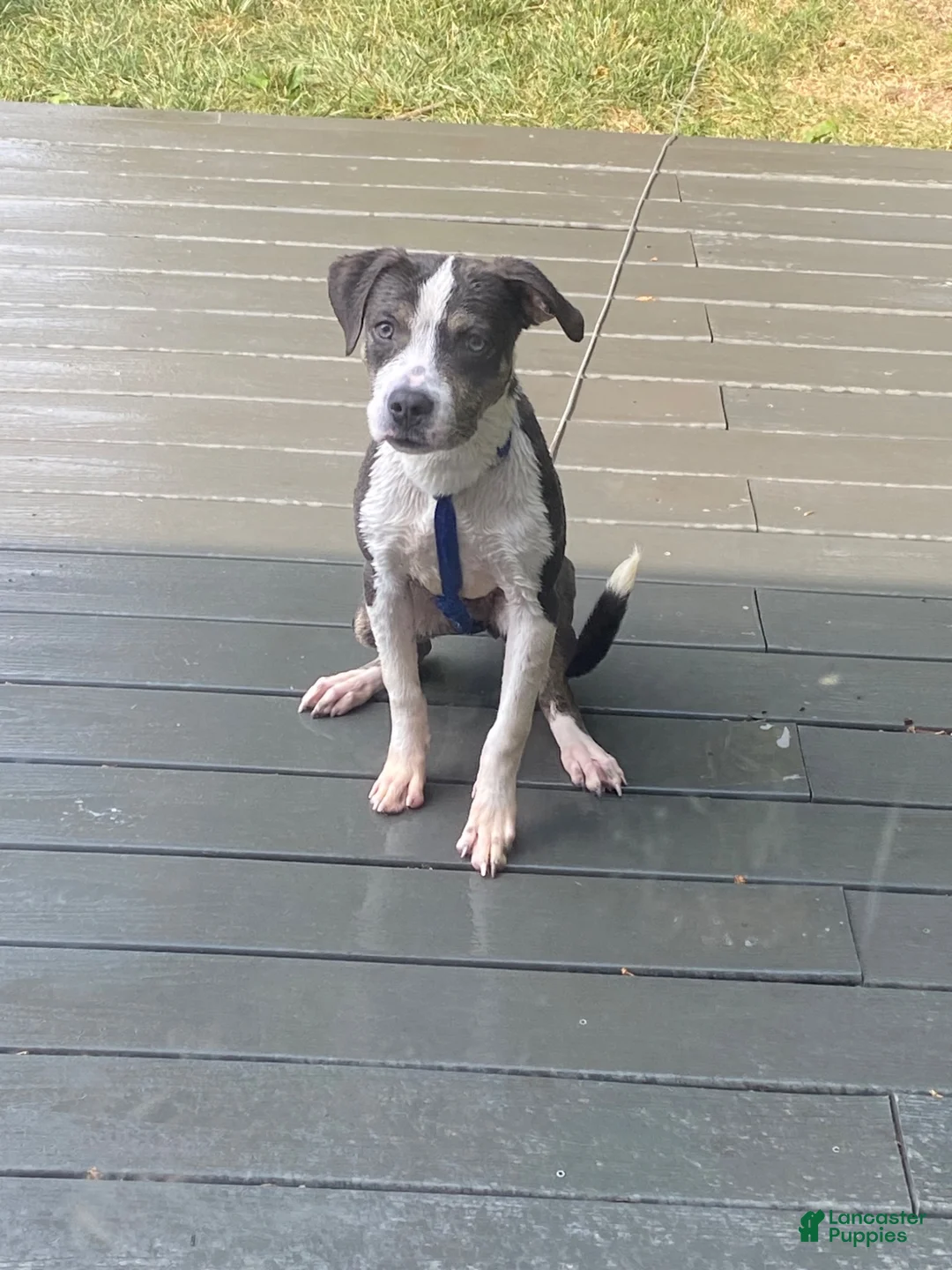 American Pit Bull Terrier dogs for sale: American Pit Bull Terrier 1 - Ad 1