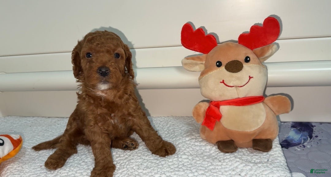 Mini Goldendoodle dogs for sale: Asher - Ad 9