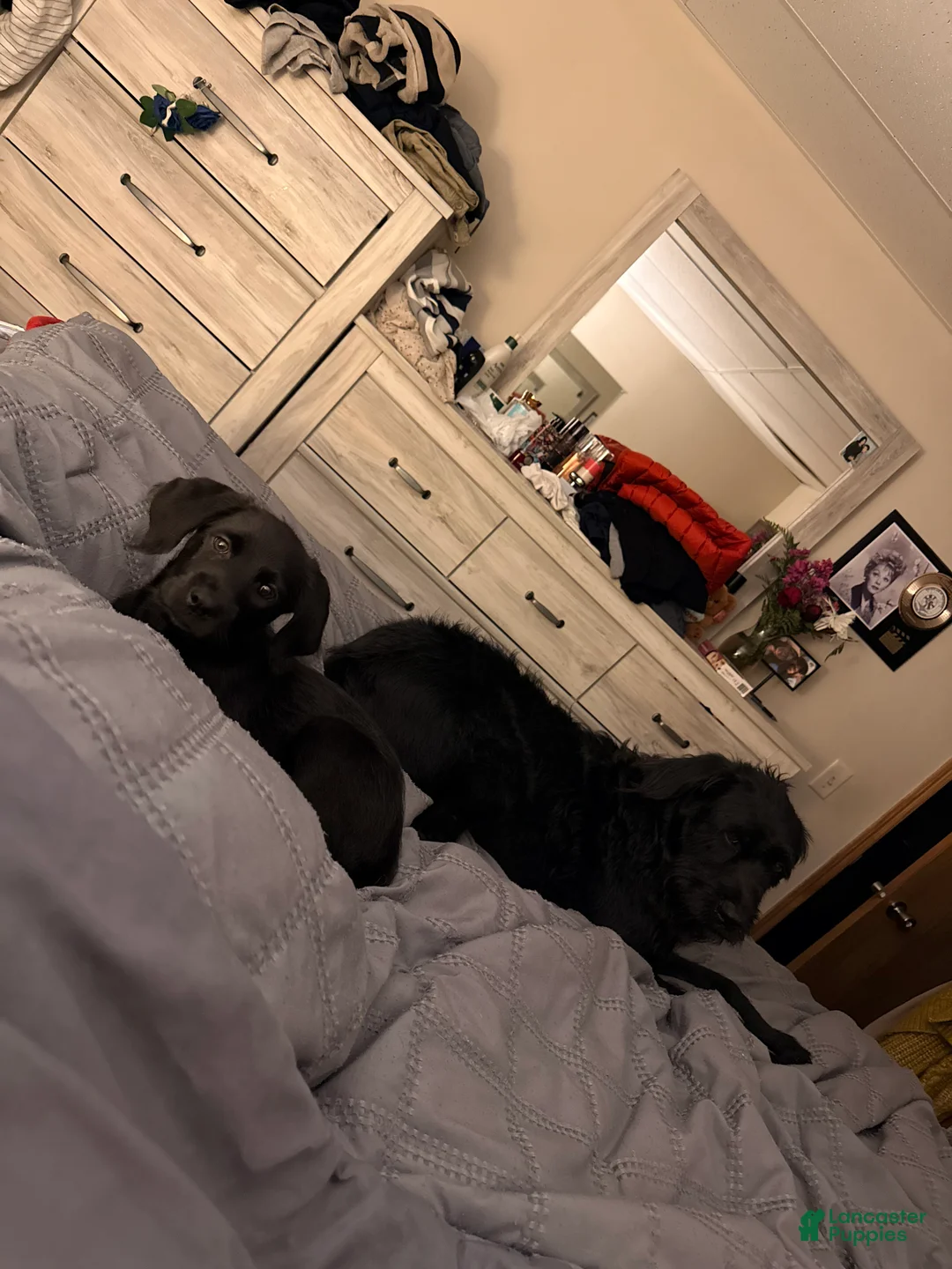 Mixed Breed dogs for sale: Lucy - Ad 2