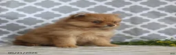 Pomeranian dogs for sale: Myla - Ad 4