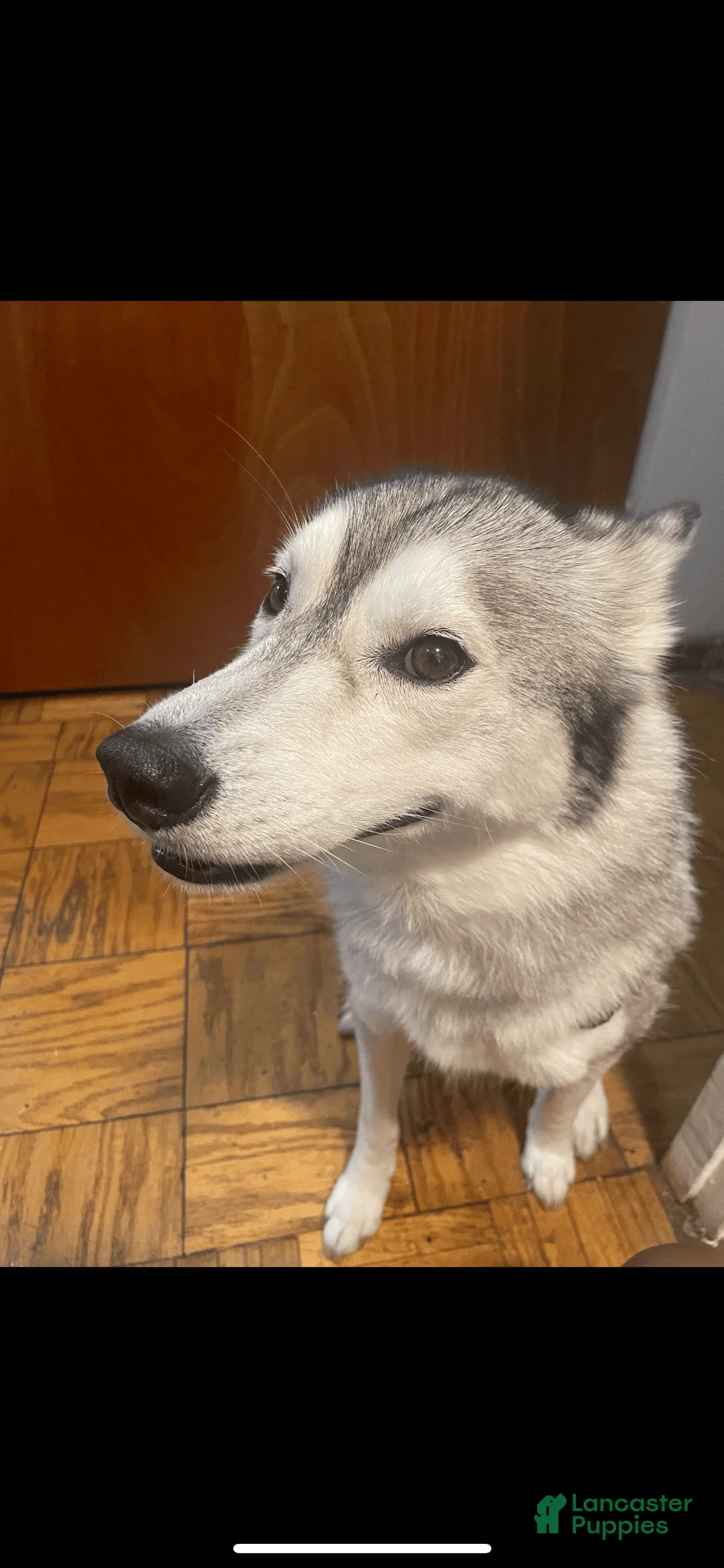 Gallery Image {{count}}