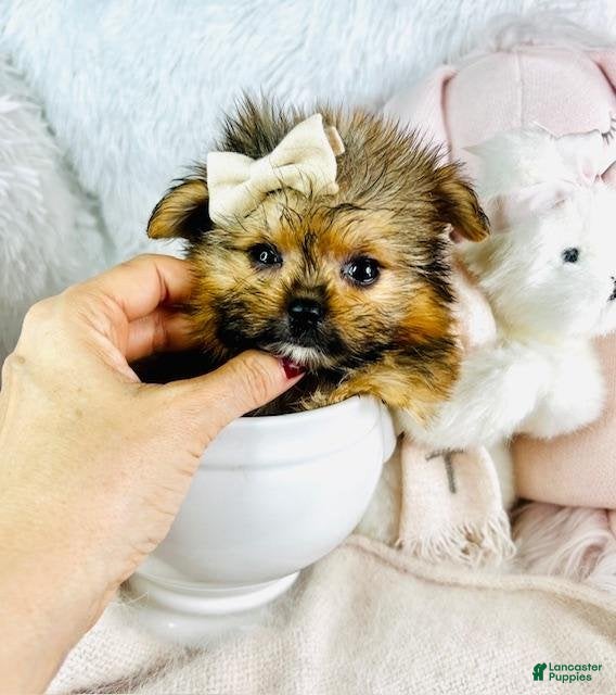 Pomeranian dogs Meet Denise!  Pomeranian Puppy 2 - Ad 16