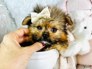 Pomeranian dogs Meet Denise! Pomeranian Puppy 2 - Ad 8