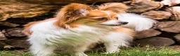 Papillon dogs for sale: Nerf - Ad 27