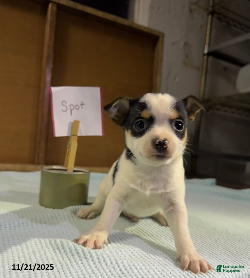 Chihuahua dogs Spot - Ad 35