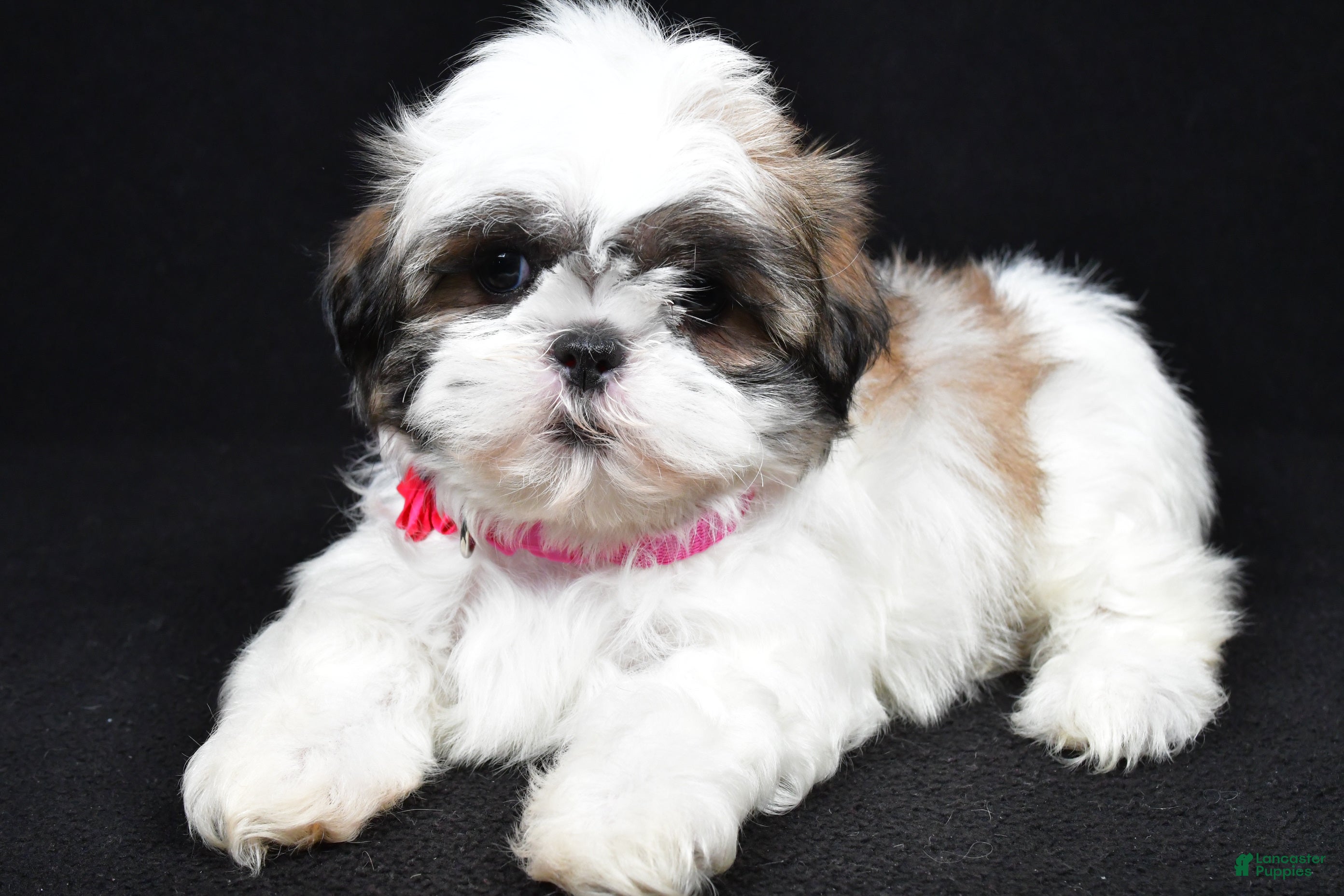 Shih Tzu dogs Dolly - Ad 1
