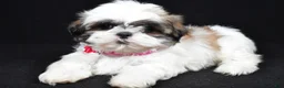 Shih Tzu dogs for sale: Dolly - Ad 1