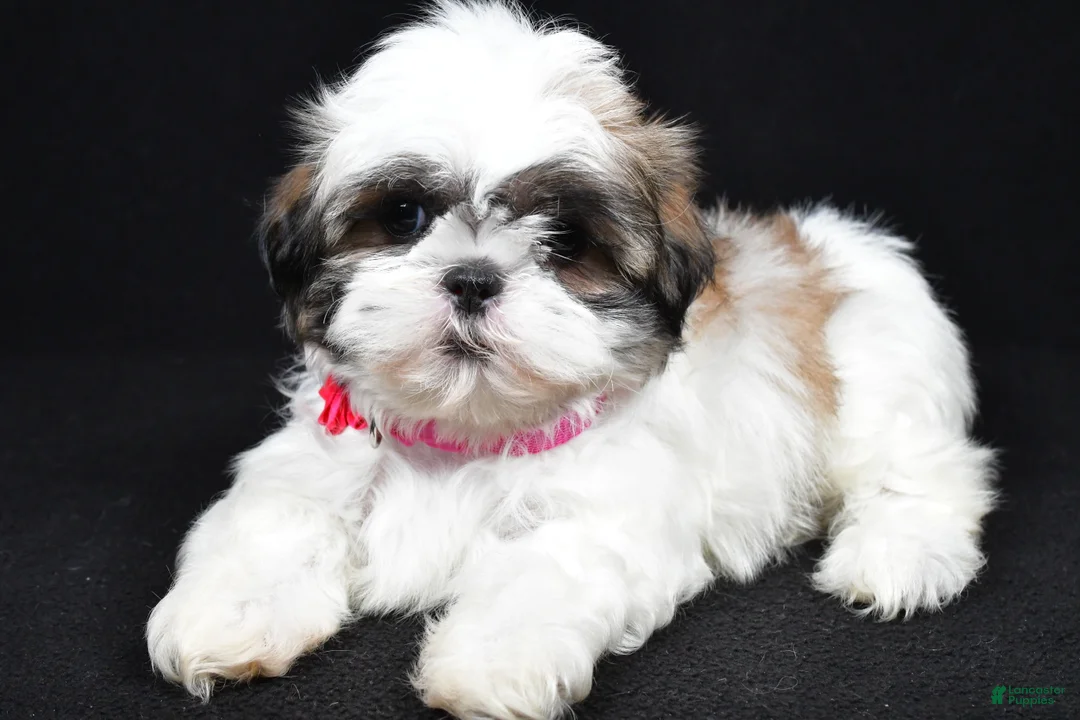 Shih Tzu dogs for sale: Dolly - Ad 1