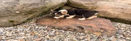Welsh Corgi Pembroke dogs for sale: Floyd - Ad 18