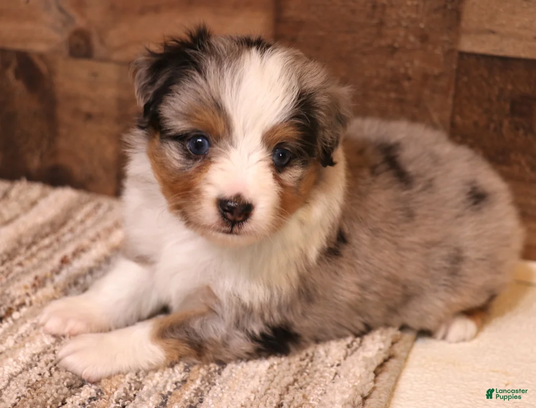 Toy Australian Shepherd dogs for sale: Reed blue merle male with blue eyes - Ad 1