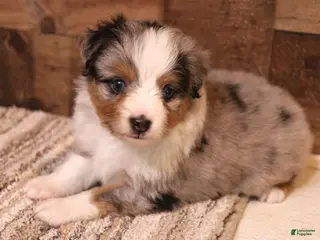 Toy Australian Shepherd dogs Reed blue merle male with blue eyes - Ad 17