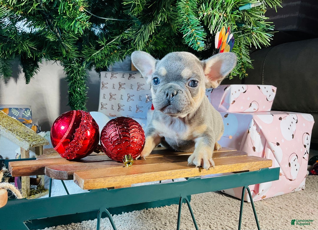 French Bulldog dogs for sale: PABLO - Ad 5