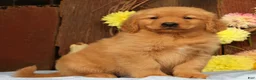 Golden Retriever dogs for sale: Harold - Ad 3