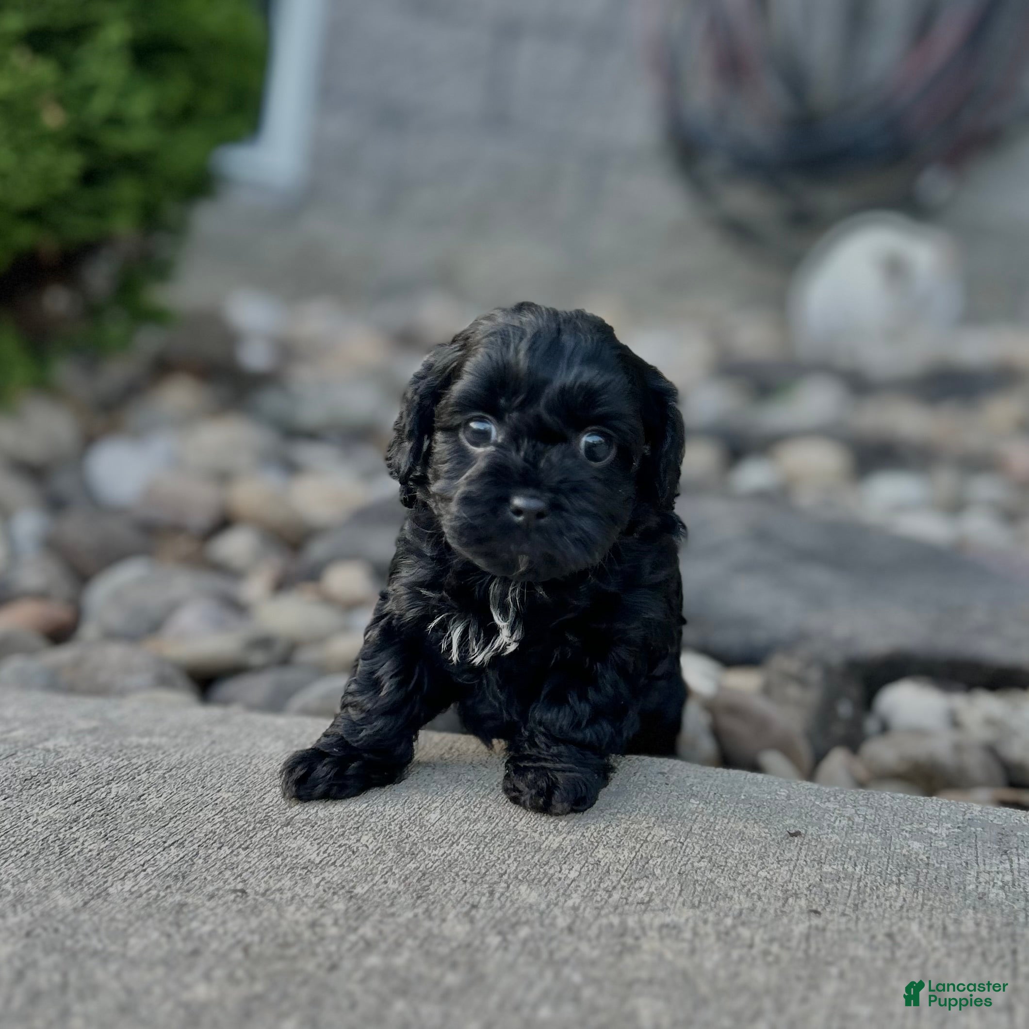 Cavapoo dogs Charlie - Ad 2