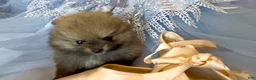 Pomeranian dogs for sale: Tiramisu - Ad 16