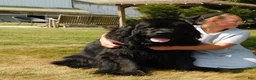 Newfoundland dogs for sale: MOOSE - Ad 9