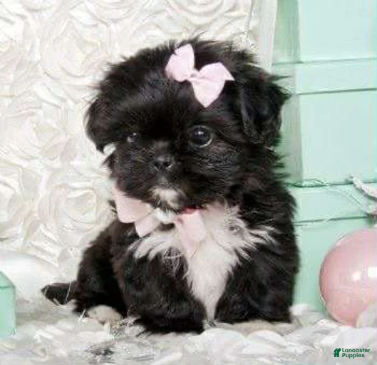 Gallery Image {{count}}