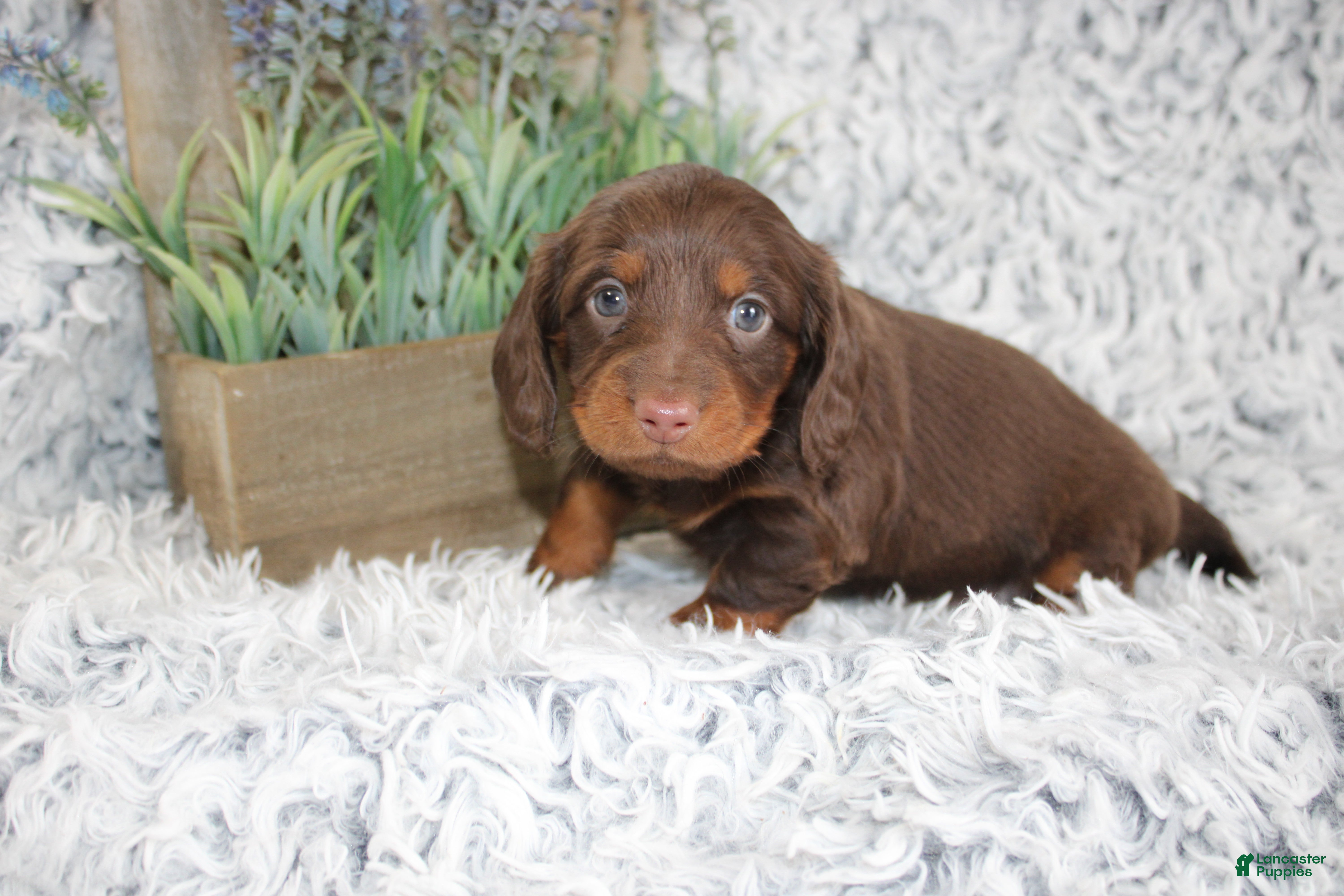 Dachshund dogs PORTER - Ad 1
