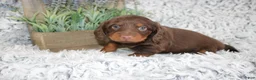 Dachshund dogs for sale: PORTER - Ad 1