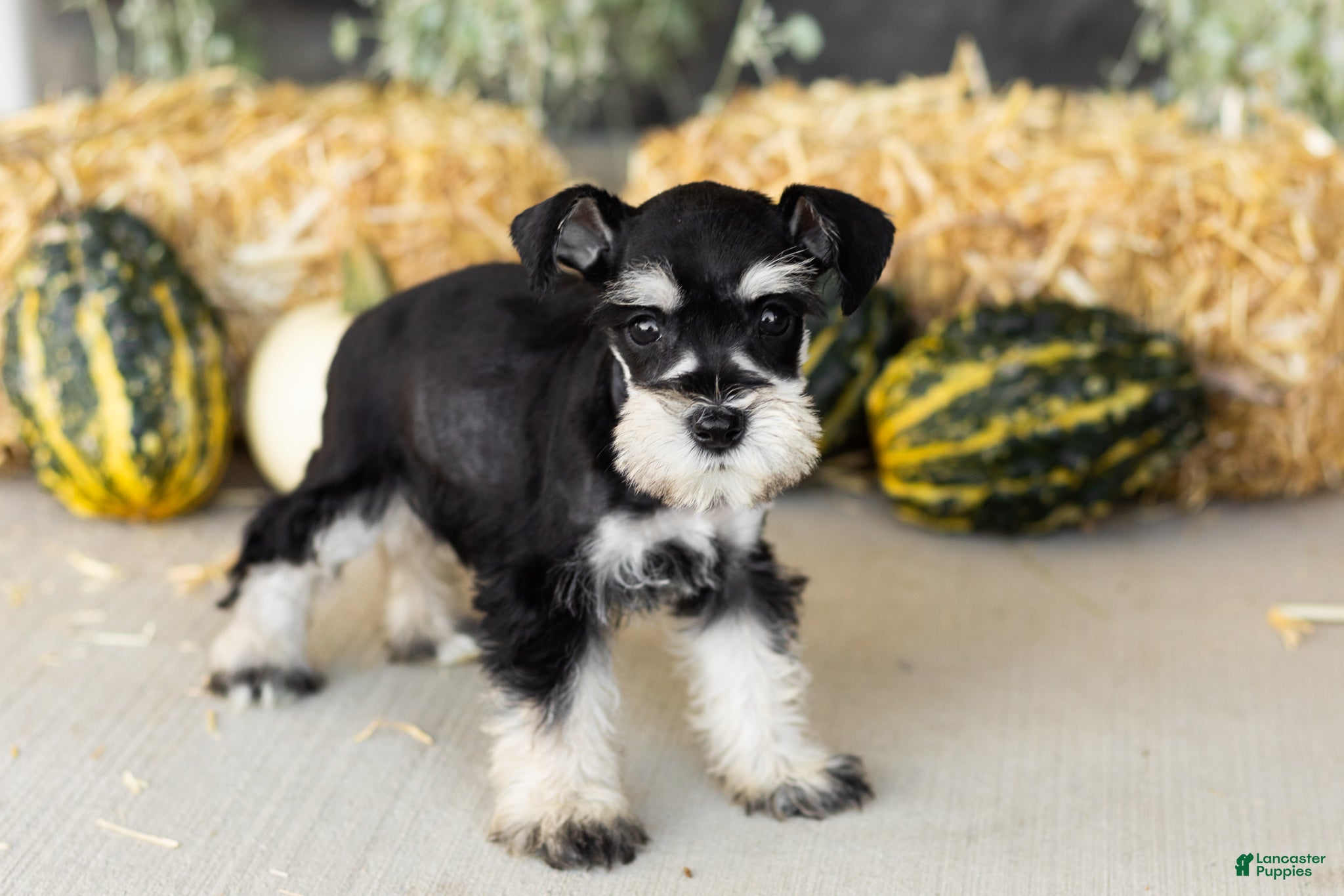 Miniature Schnauzer dogs Sophia  - Ad 40