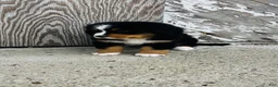 Bernese Mountain Dog dogs for sale: Vivienne - Ad 7