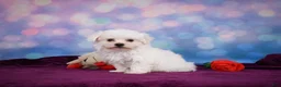 Maltese dogs for sale: ROSIE - Ad 8