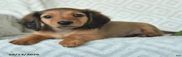 Miniature Dachshund dogs for sale: Dutch - Ad 4