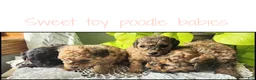 Toy Poodle dogs for sale: Tannner - Ad 3