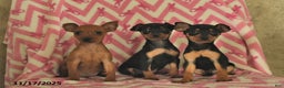 Miniature Pinscher dogs for sale: Holly  - Ad 3