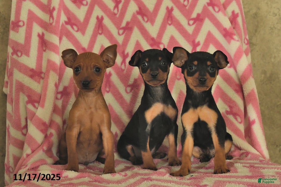 Miniature Pinscher dogs for sale: Holly  - Ad 3