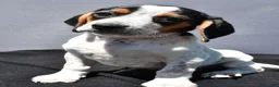 Beagle dogs for sale: Regina - Ad 9