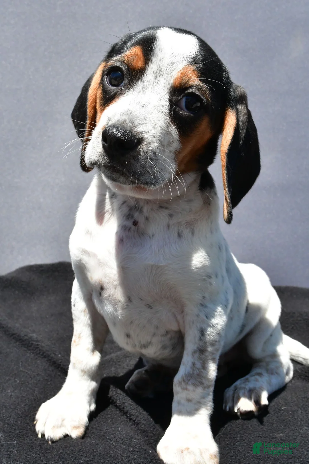 Beagle dogs for sale: Regina - Ad 9