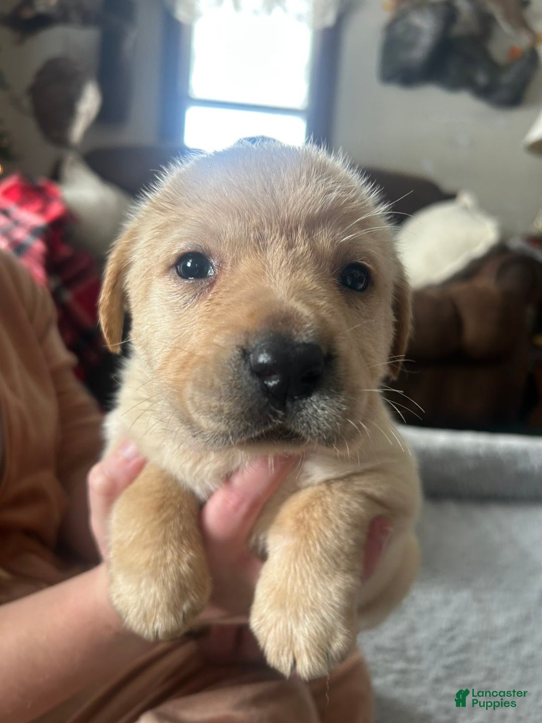 Labrador Retriever dogs for sale: Labrador Retriever Puppy 2 - Ad 2