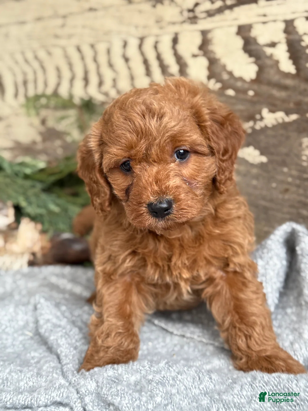 Mixed Breed dogs for sale: Stott - Ad 9