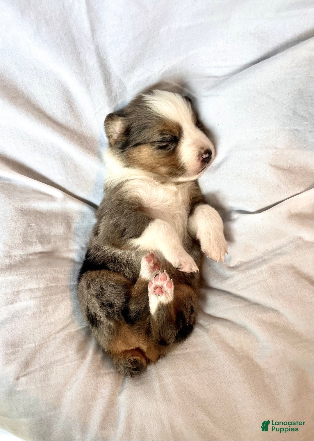 Australian Shepherd dogs for sale: Brave - Ad 3
