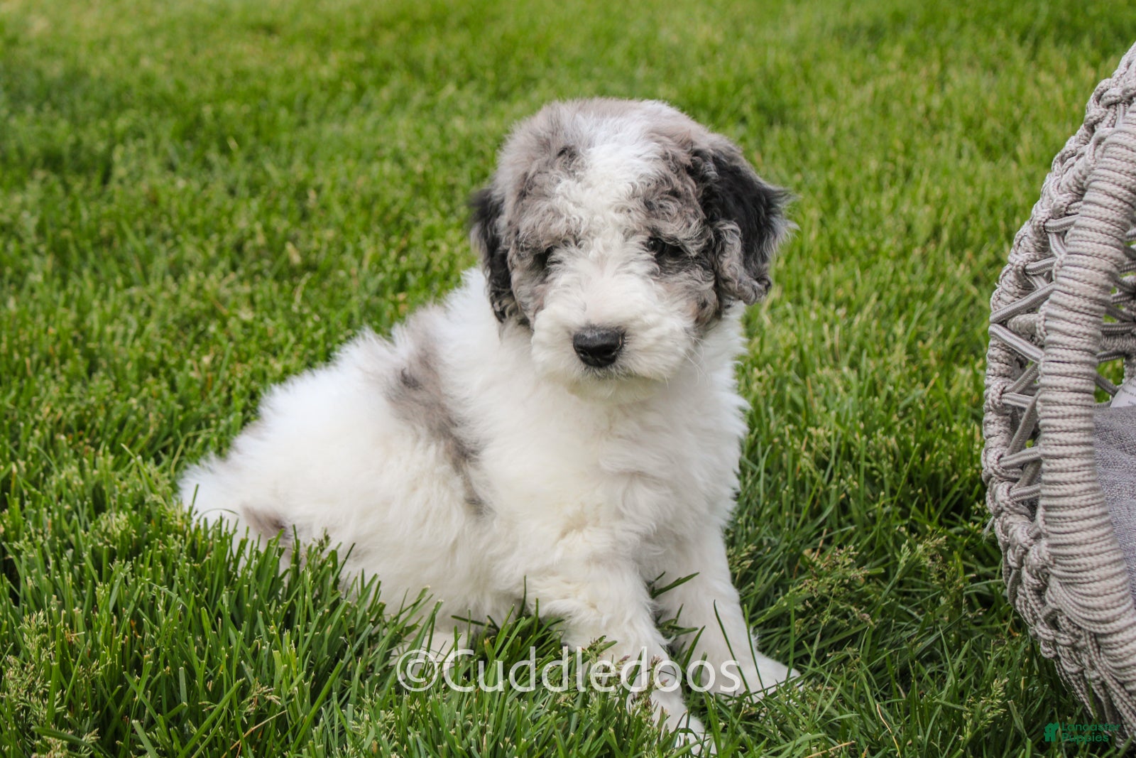 Mixed Breed dogs Cliff - Ad 1
