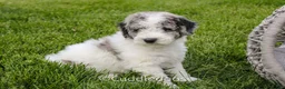 Mixed Breed dogs for sale: Cliff - Ad 3