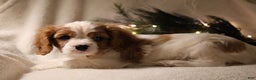 Cavalier King Charles Spaniel dogs for sale: Leo - Ad 9