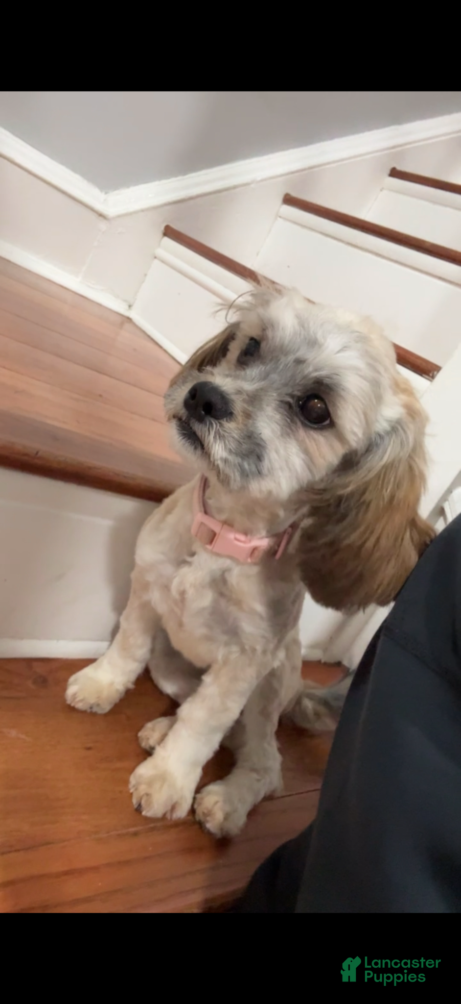 Shih Tzu dogs Shih Tzu Puppy 1 - Ad 2